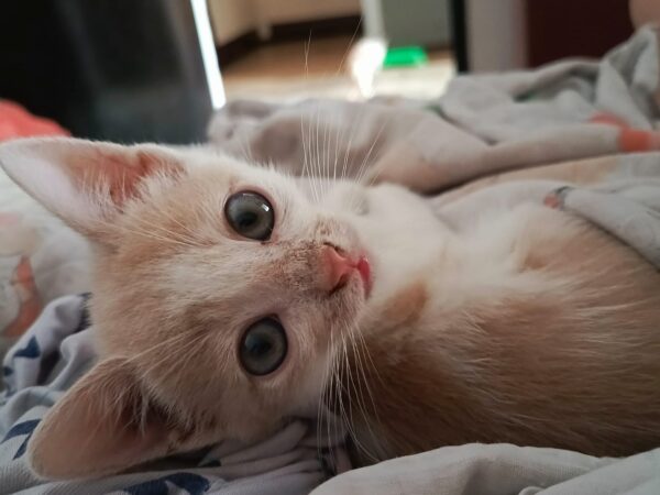 Gatito adopcion - Image 4