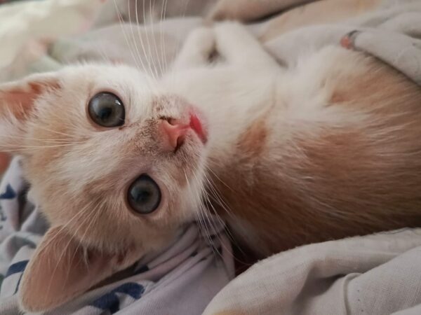 Gatito adopcion - Image 3