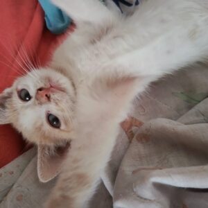 Gatito adopcion