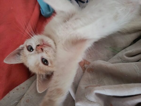 Gatito adopcion