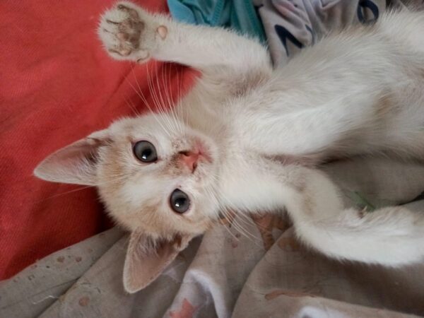 Gatito adopcion - Image 2