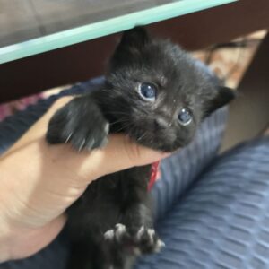 Gatito adopcion