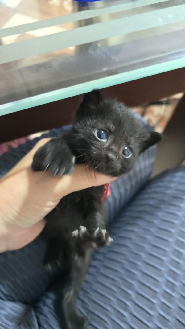 Gatito adopcion