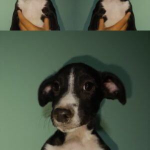 Perrito adopcion