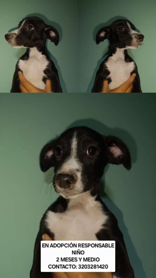 Perrito adopcion
