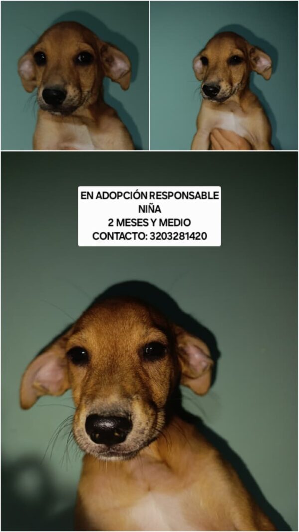 Perrito adopcion - Image 4
