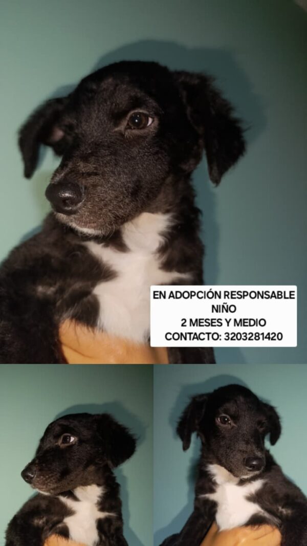 Perrito adopcion - Image 3