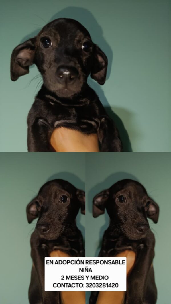 Perrito adopcion - Image 2
